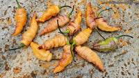 Blue Ghost (Peach) - Pepper Seeds - White Hot Peppers
